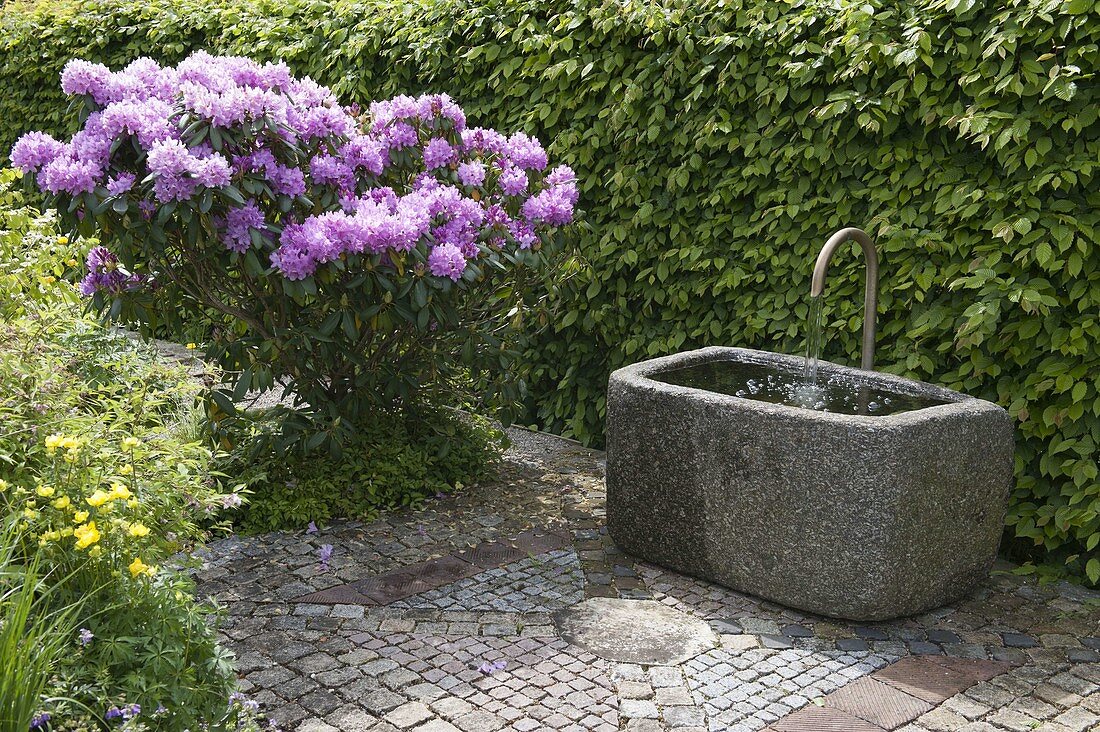 Granittrog mit Wasserspeier auf gepflasterter Terrasse, Rhododendron