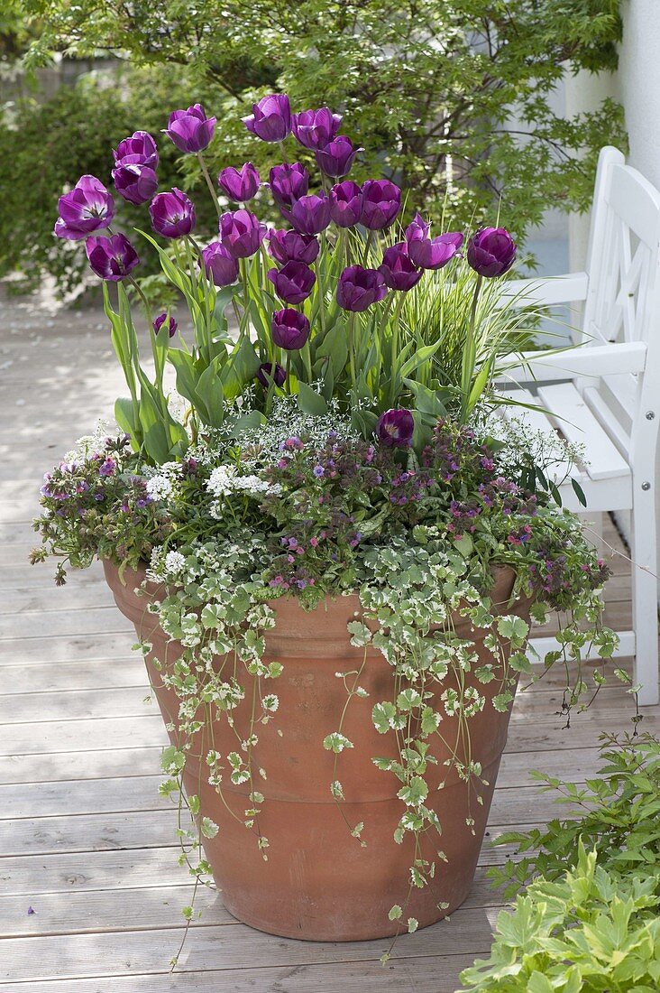 Terracotta pot with Tulipa 'Negrita' (tulips), Glechoma 'Variegata' (tulips)