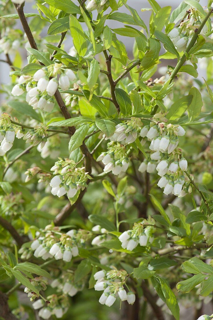 Blossoms of blueberry (Vaccinium myrtillus)