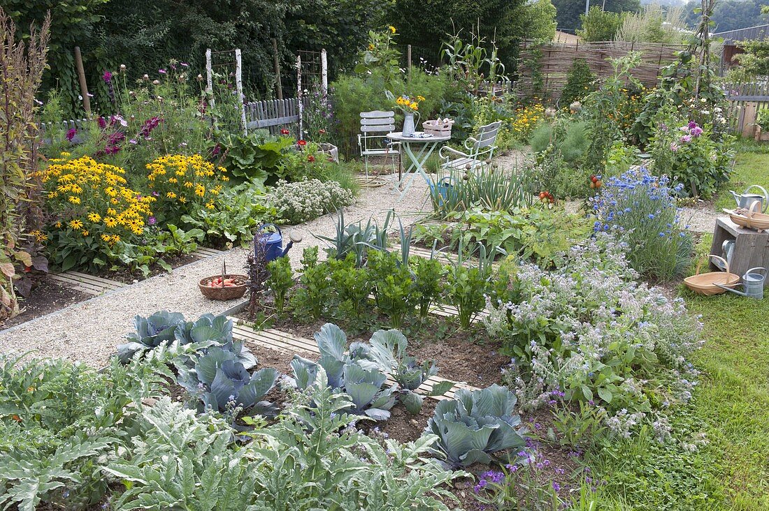 Vegetable garden with Rudbeckia 'Goldsturm' (coneflower), artichokes