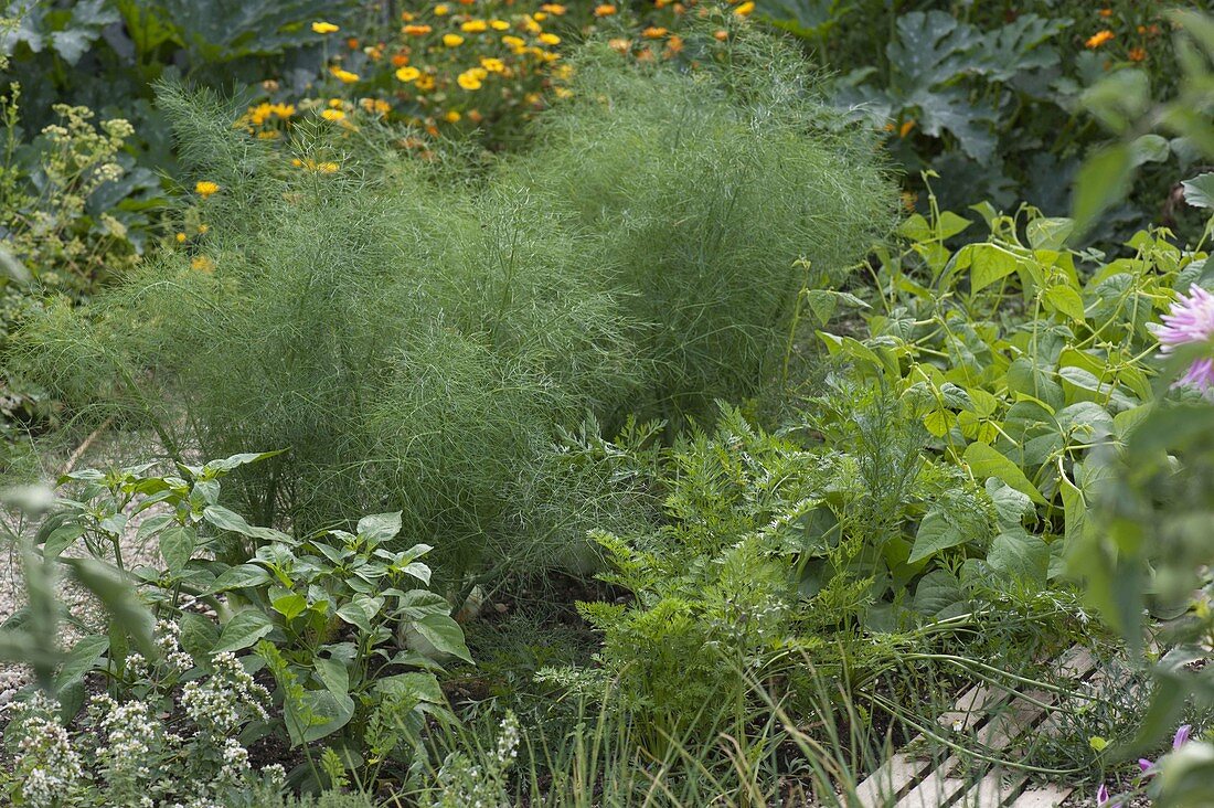 Gemüsebeet mit Fenchel (Foeniculum), Karotten, Möhren (Daucus carota)