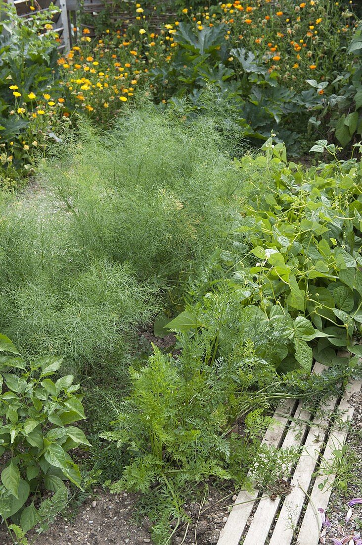 Vegetable bed with fennel (Foeniculum), carrots, carrots (Daucus carota)