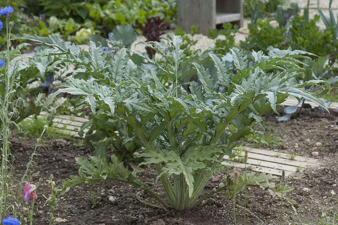 Artischocke (Cynara scolymus) im Biogarten