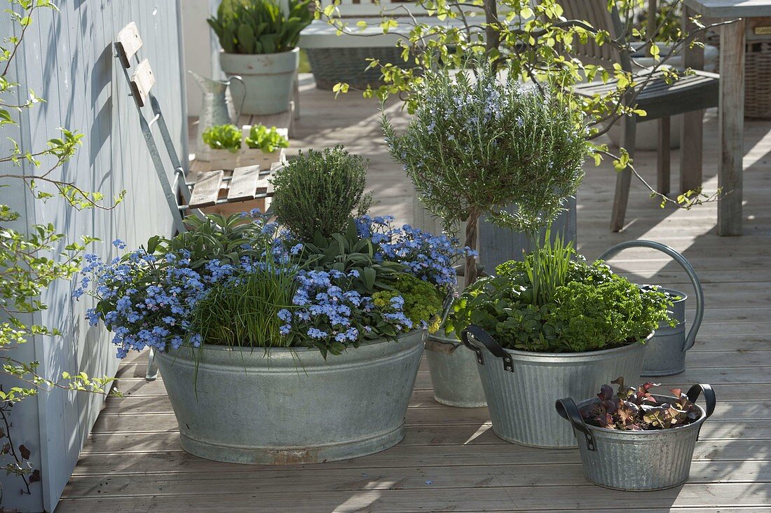 Zinc tub with forget-me-nots and herbs