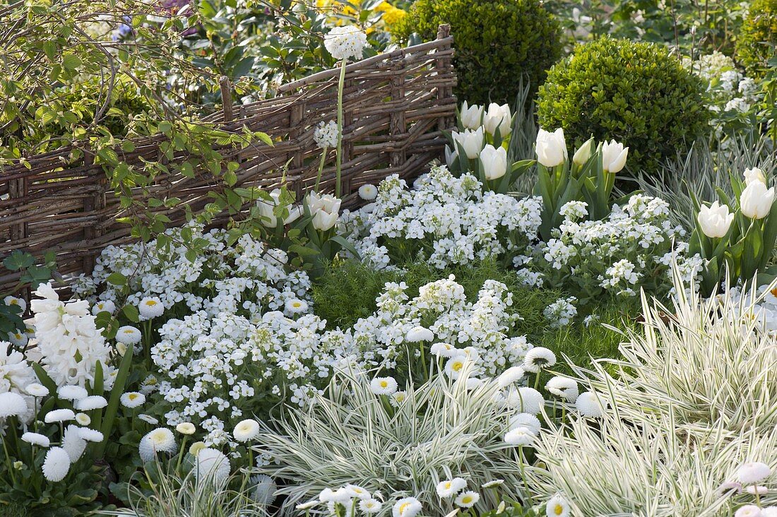 White spring bed with Arabis 'Alabaster' (goose cress), Holcus mollis