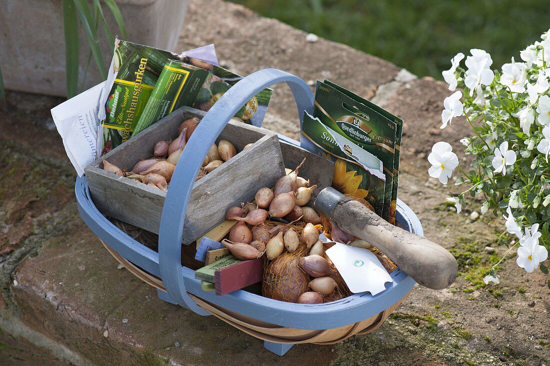 Basket with onions (Allium cepa) to stick, seed bags