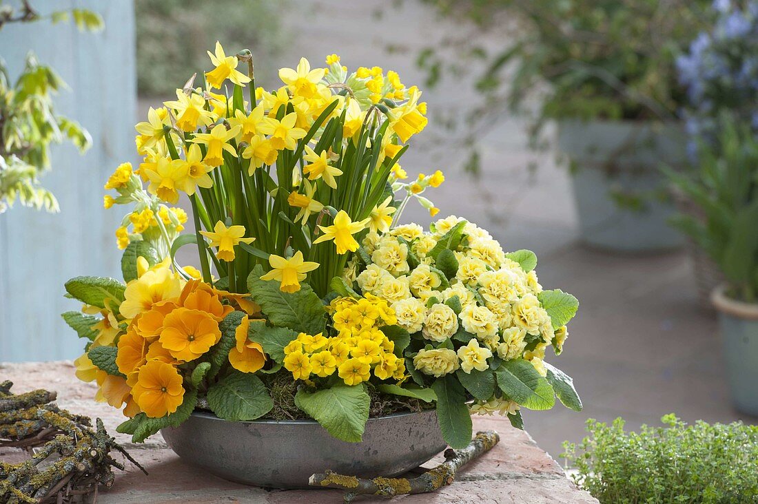Shallow tin bowl with Primula Belarina 'Buttercup Yellow' (Stuffed Primrose)