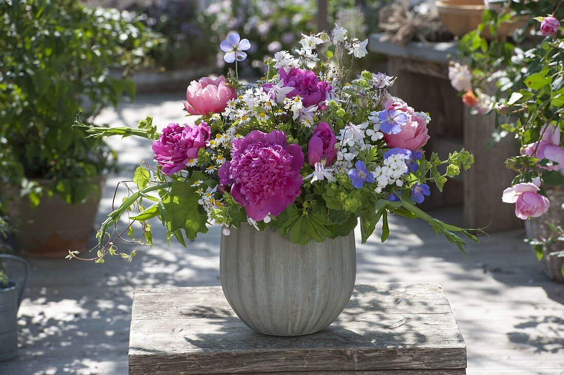 Colourful bouquet of Paeonia lactiflora (peonies), Aquilegia (columbine)