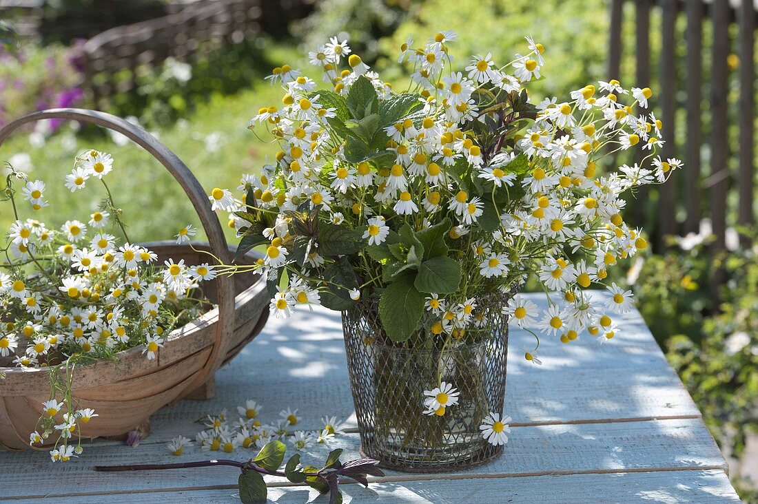 Small bouquet of camomile (Matricaria chamomilla) and mint (Mentha)