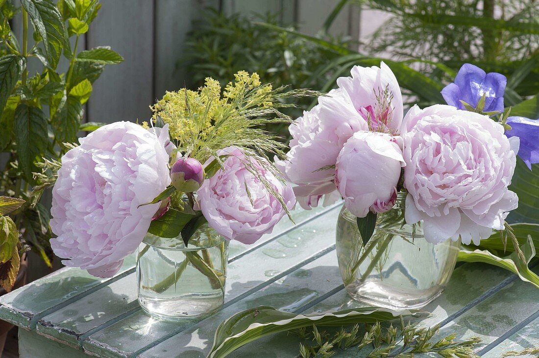 Paeonia lactiflora (peonies) with Alchemilla (lady's mantle), Campanula