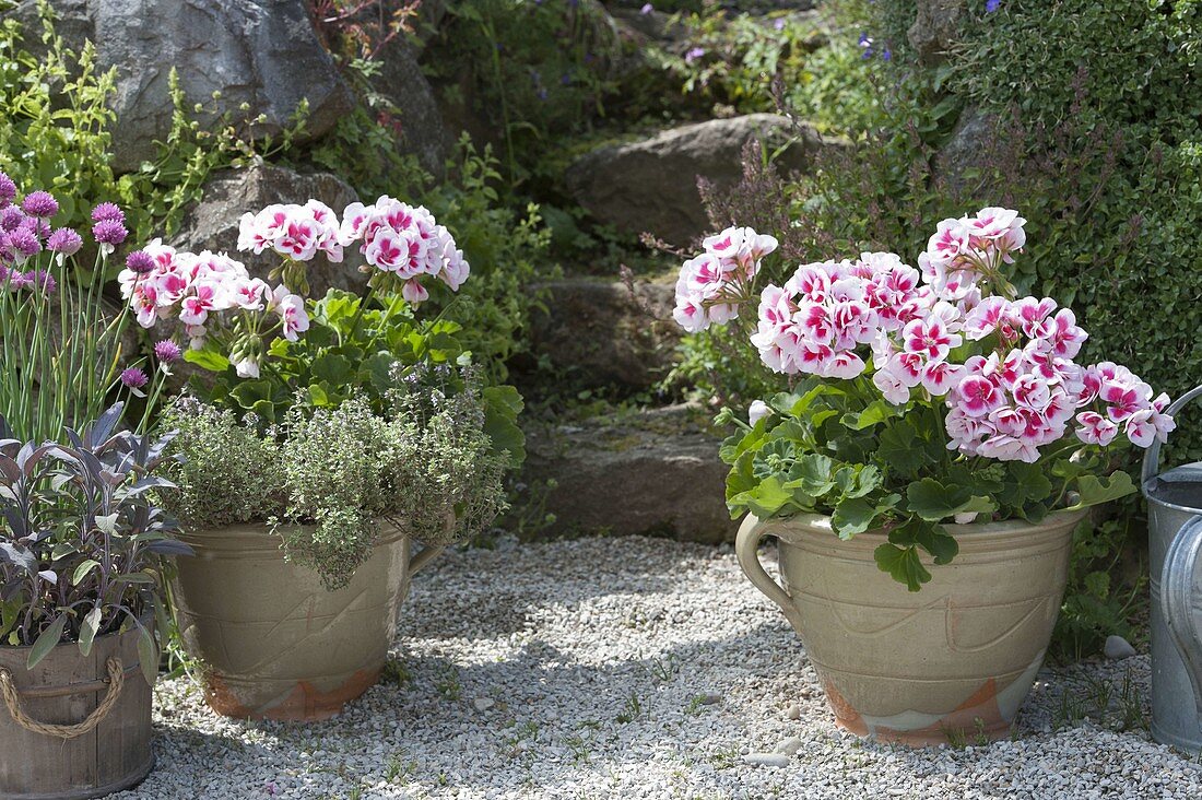 Pelargonium zonal 'Hot Spot White Splash' (standing geranium)