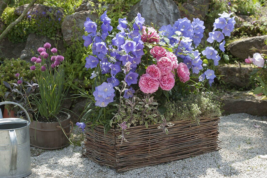 Wickerwork planter with campanula, rose