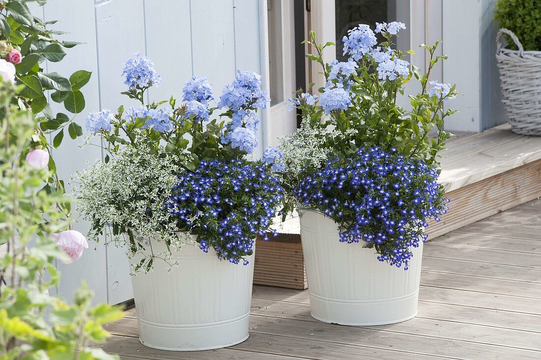 Weiße Blech-Kübel mit Lobelia Hot 'Bavaria' (Männertreu), Plumbago