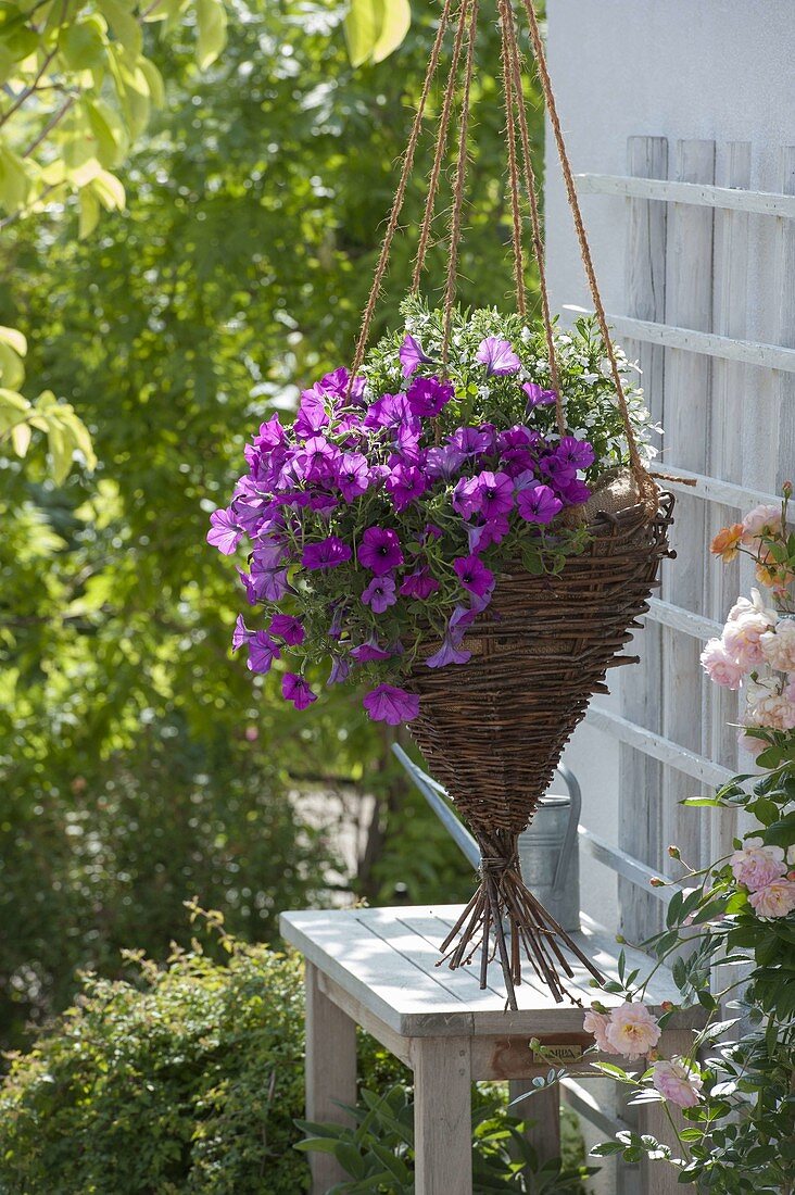 Planting your own wicker hanging basket