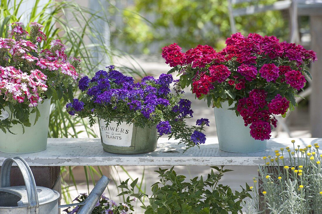 Verbena Estrella 'Merlot', Carpet 'Violet' and Lanai 'Twister Red'