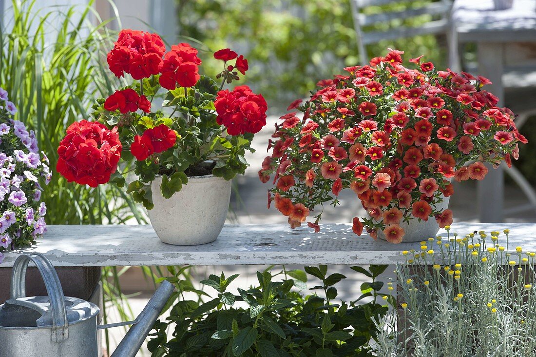 Calibrachoa 'Dream Kisses Orange Sunset' (Magic Bells)