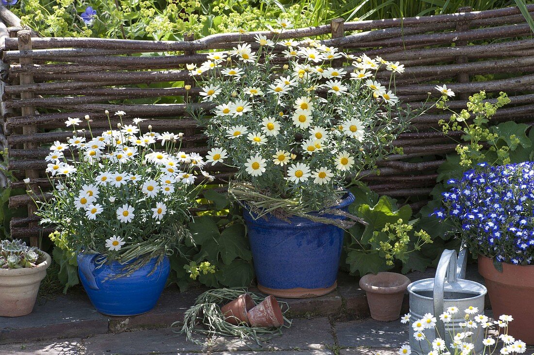 Argyranthemum frutescens 'White Single Yellow' (daisies)