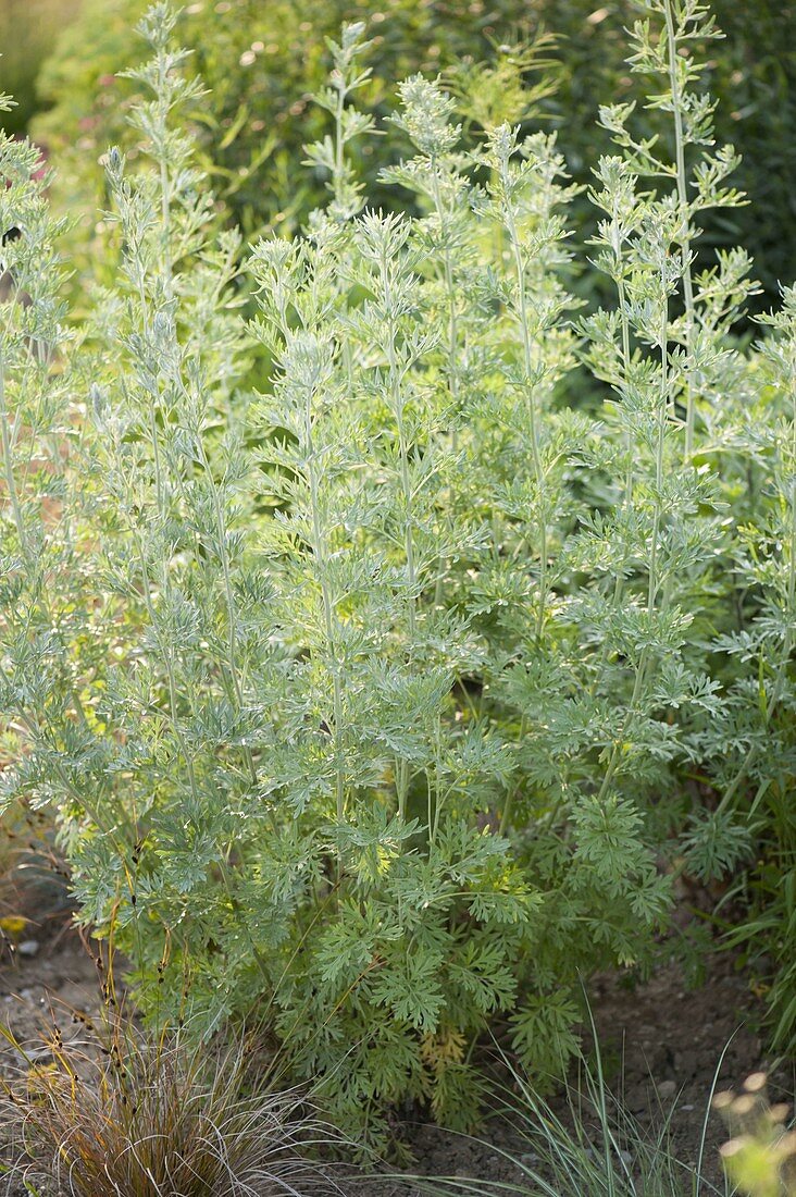 Artemisia absinthum 'Lambrook Mist' (Silvery Garden Wormwood)