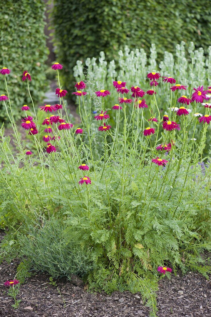 Chrysanthemum Coccineum 'Robinson' (Variegated daisy)