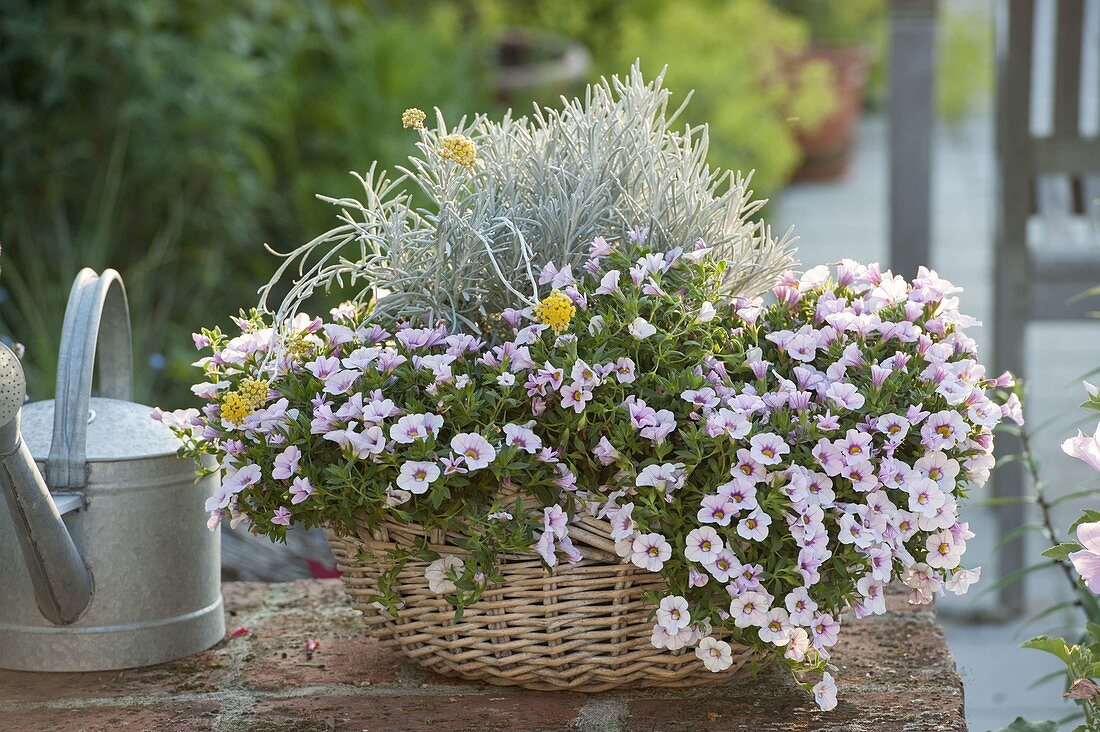 Basket planted with Calibrachoa 'Dream Kisses Magnolia' (magic lily)