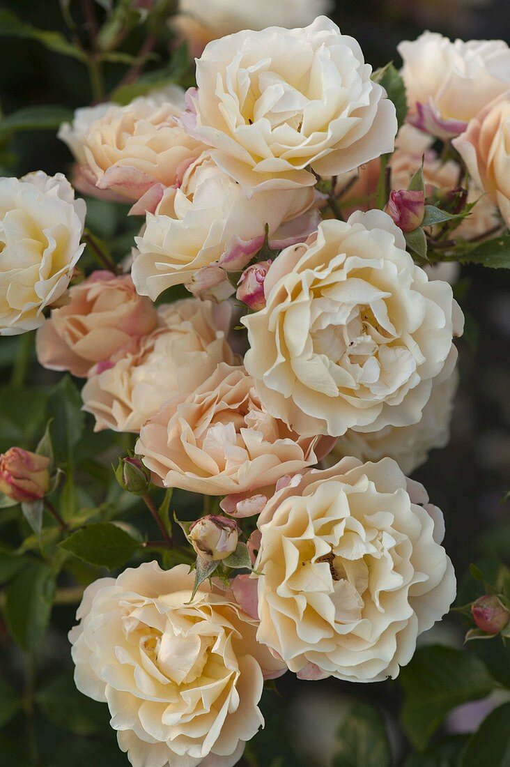 Rosa 'Teasing Georgia' (English shrub rose), repeat flowering, good fragrance