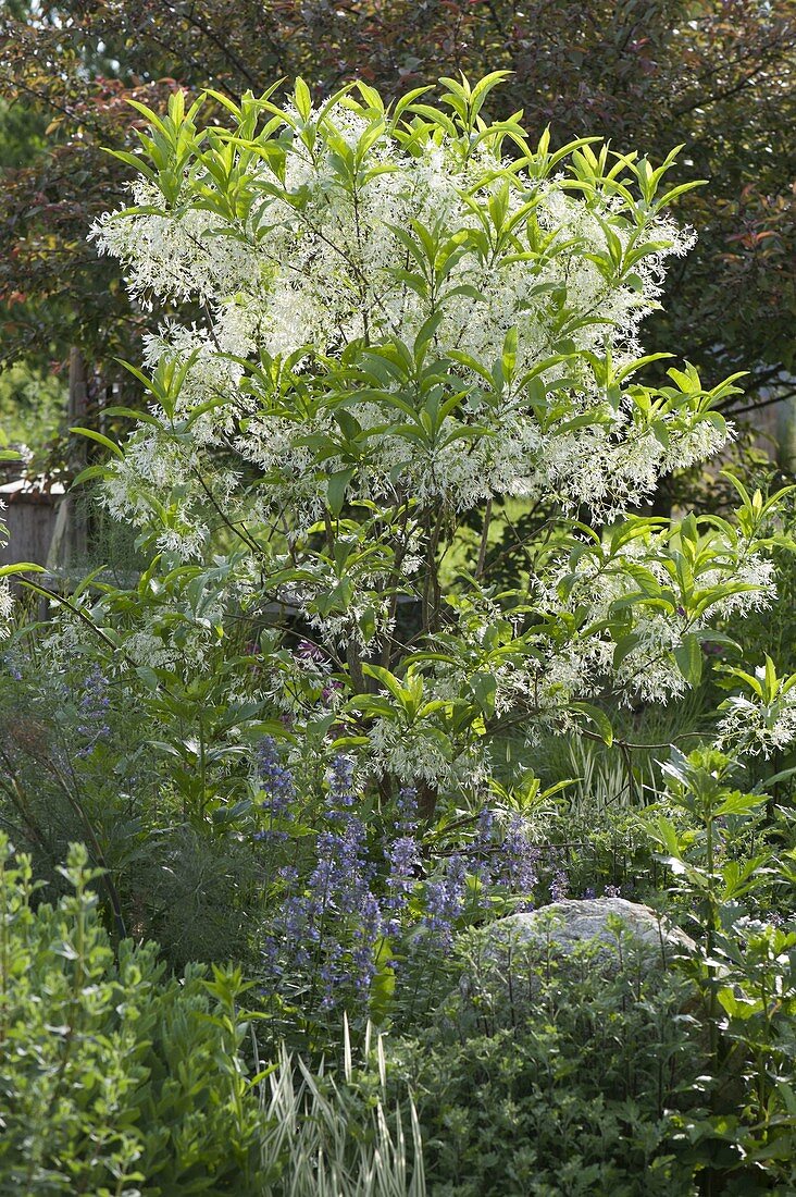 Chionanthus virginicus (Snowflake bush)