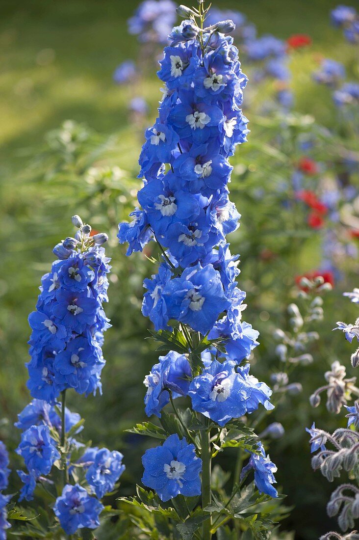 Delphinium elatum New Millennium F1 'Sunny Skies' (Rittersporn)