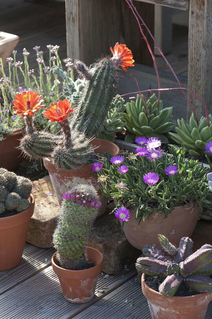 Cacti and succulents in the summer