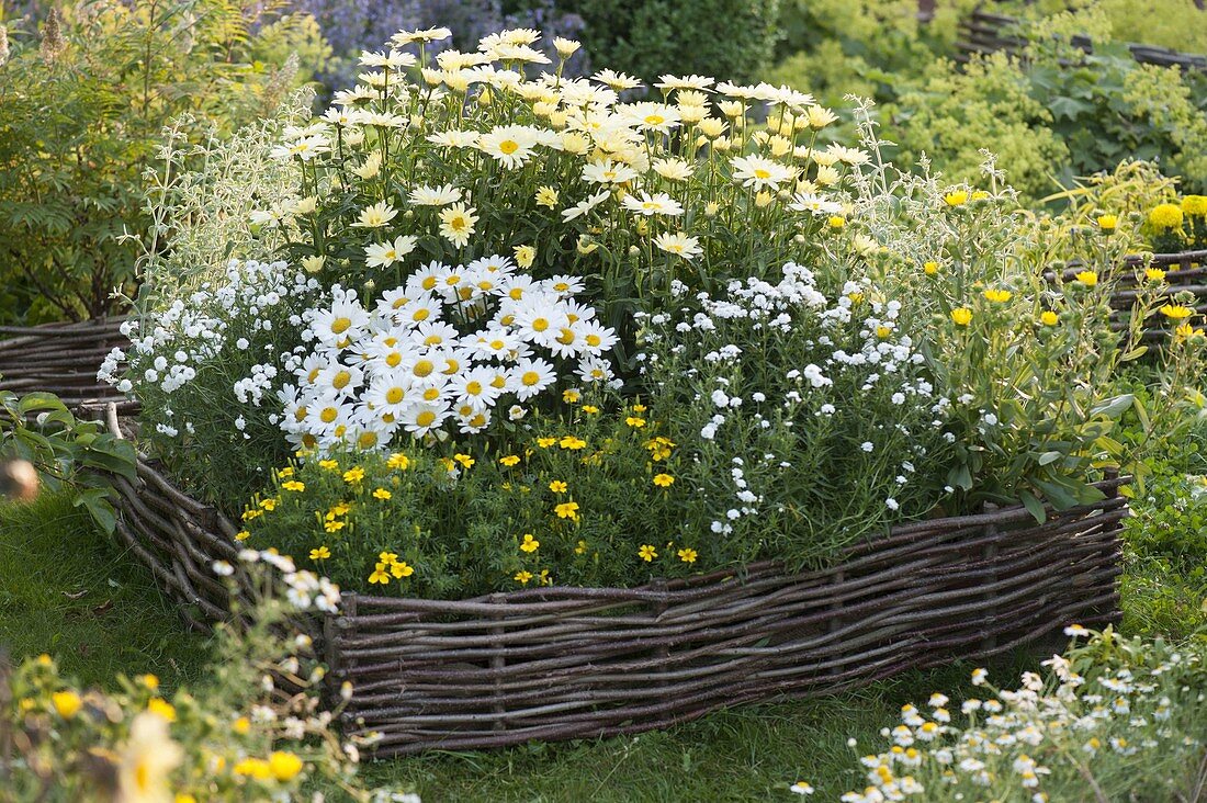 White-yellow bed with hazel wickerwork border