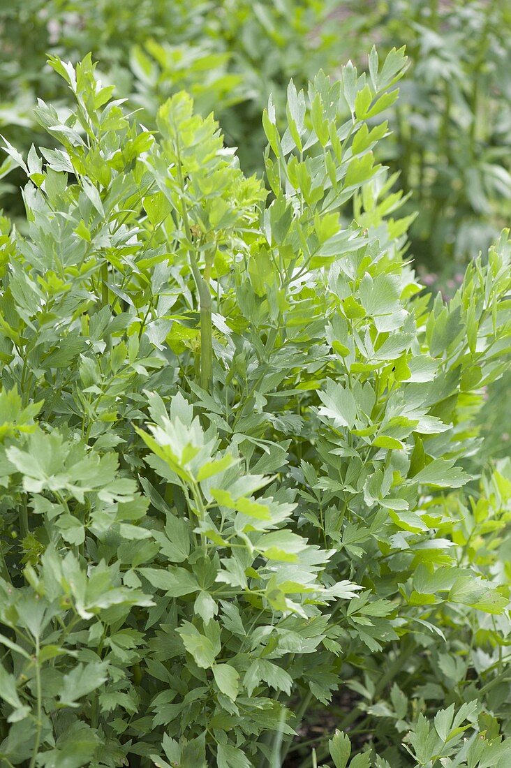 Lovage, Maggi herb (Levisticum officinale)