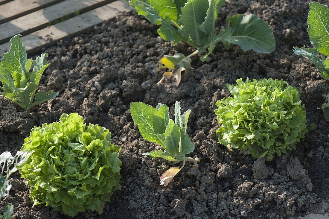 Mixed cultivation with lettuce (Lactuca) repels soil flea on cabbage seedlings