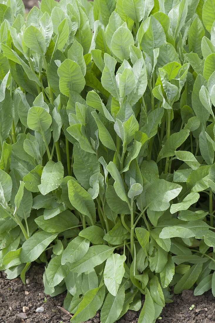 Pepperwort (Lepidium latifolium)