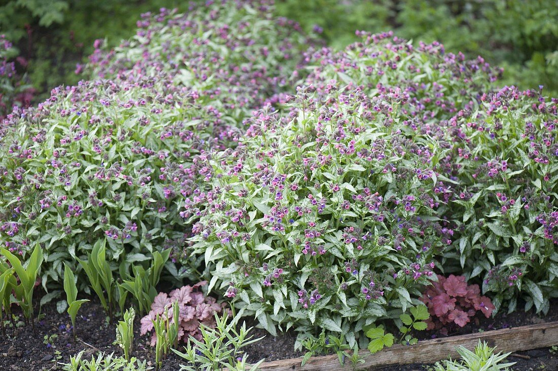 Pulmonaria 'Silver Bouquet' (Lungwort)