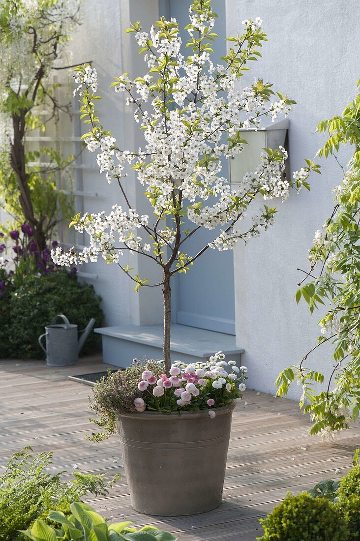 Sour cherry 'Saphir' (Prunus cerasus) in grey glazed pot