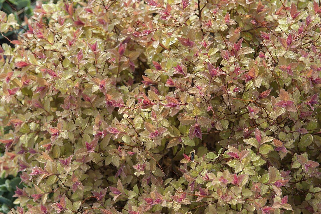 Spiraea japonica 'Golden Princess' (yellow dwarf spirea)