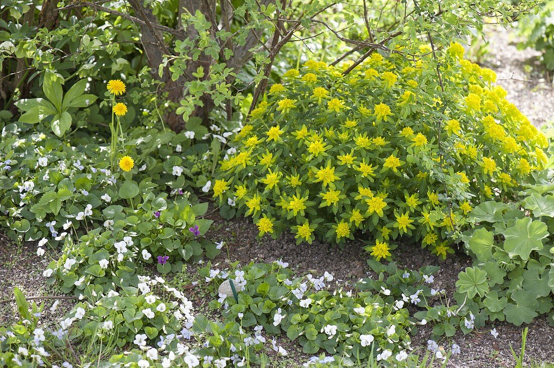 Viola sororia (Pfingstveilchen), Euphorbia polychroma (Wolfsmilch)