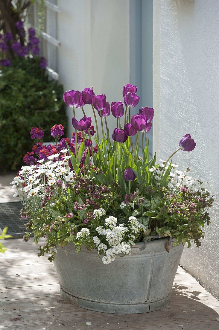 Tulipa 'Negrita' (Tulpen), Iberis 'Candy Ice' (Schleifenblume), Pulmonaria