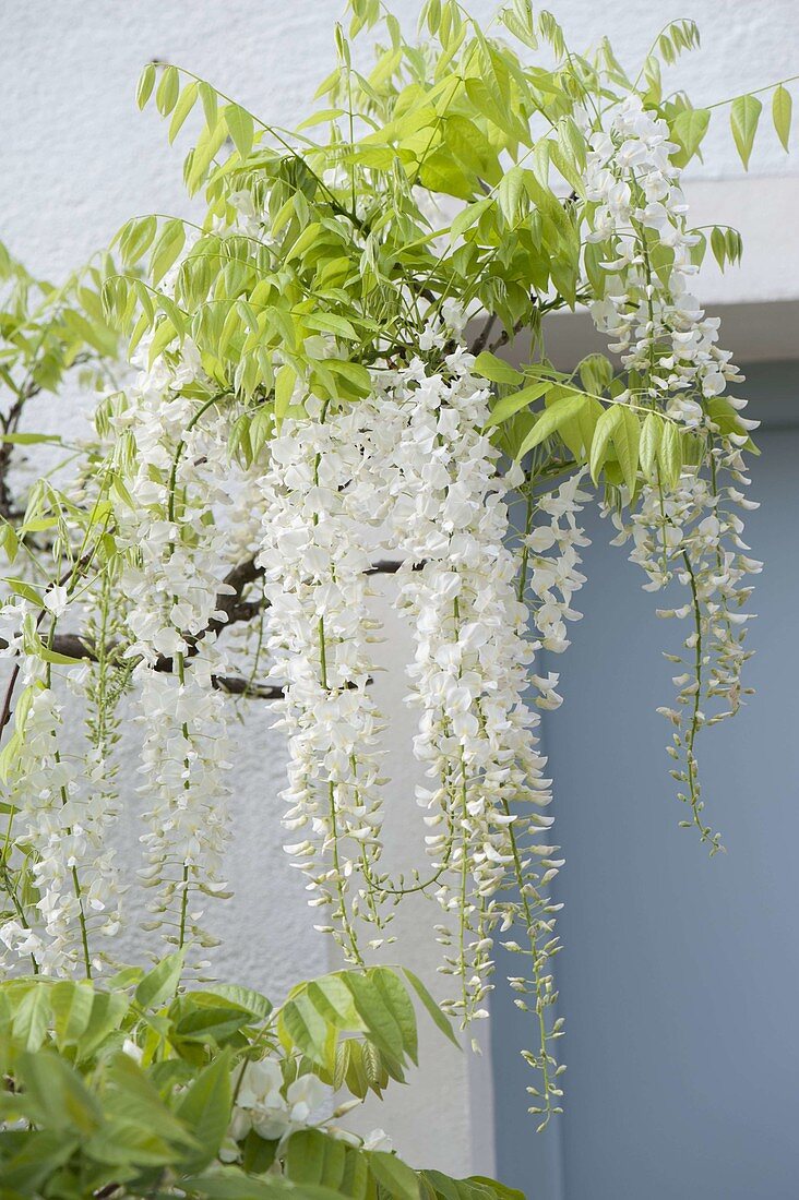 Wisteria floribunda 'Alba' (White Blue Vine)