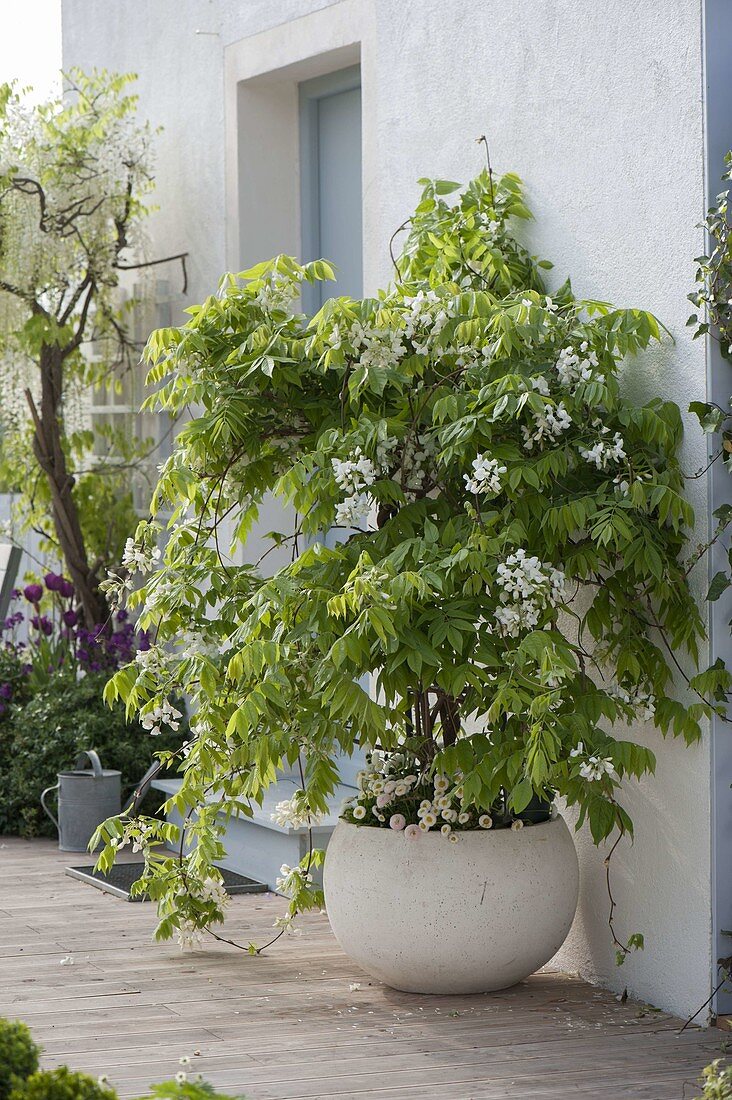 Wisteria sinensis 'Alba' (White Blue Vine) underplanted with Bellis