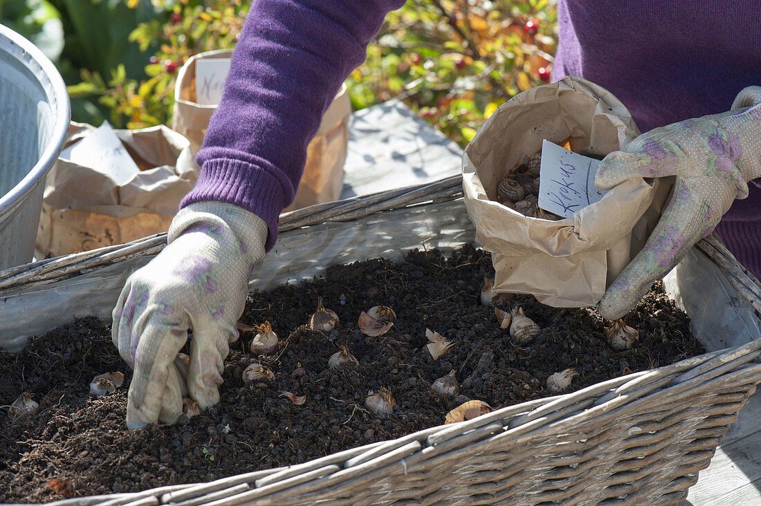 Plant basket with flower bulbs in layers