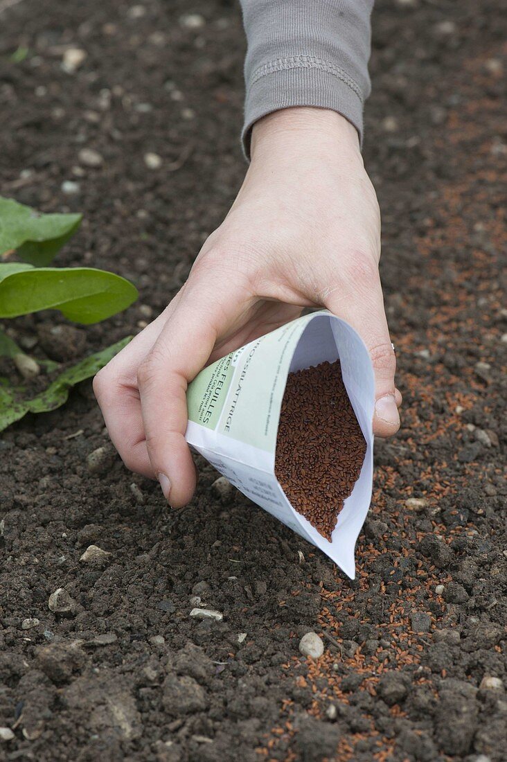 Sowing cress in the vegetable garden