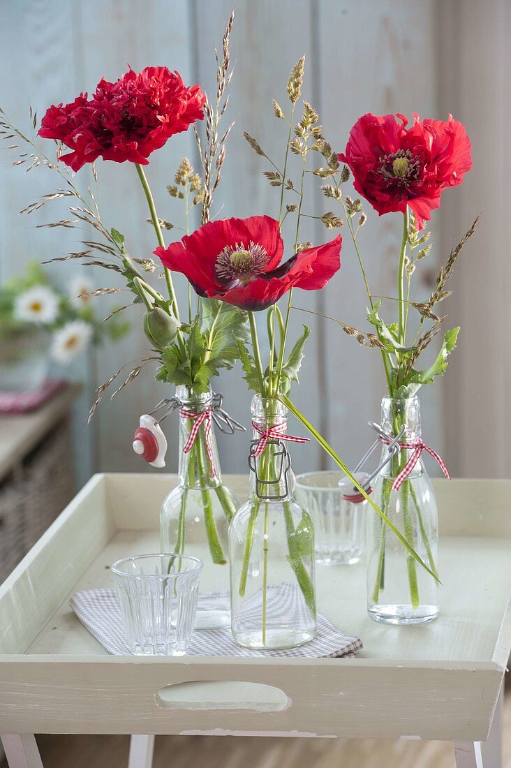 Papaver somniferum (poppy) double, semi-double and single with grasses