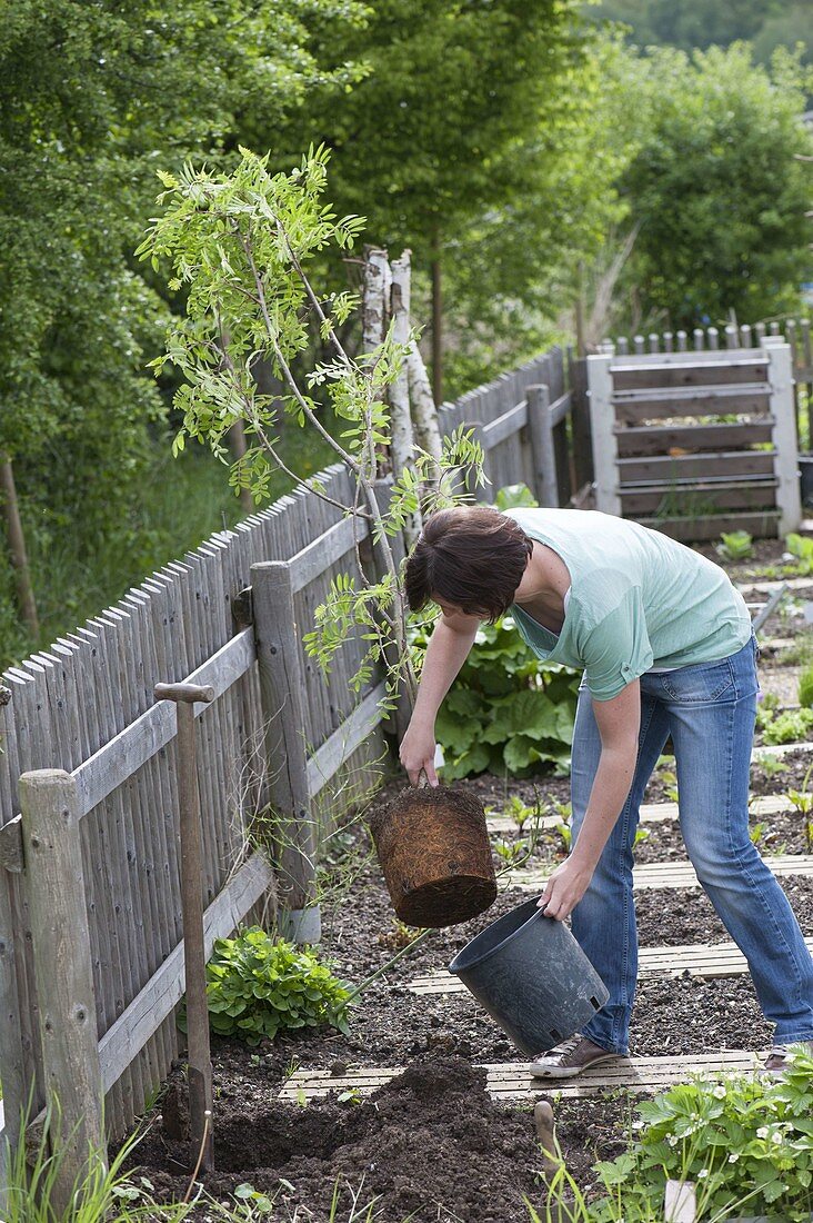 Frau pflanzt Sorbus aucuparia 'Edulis' (essbare Eberesche) im Biogarten