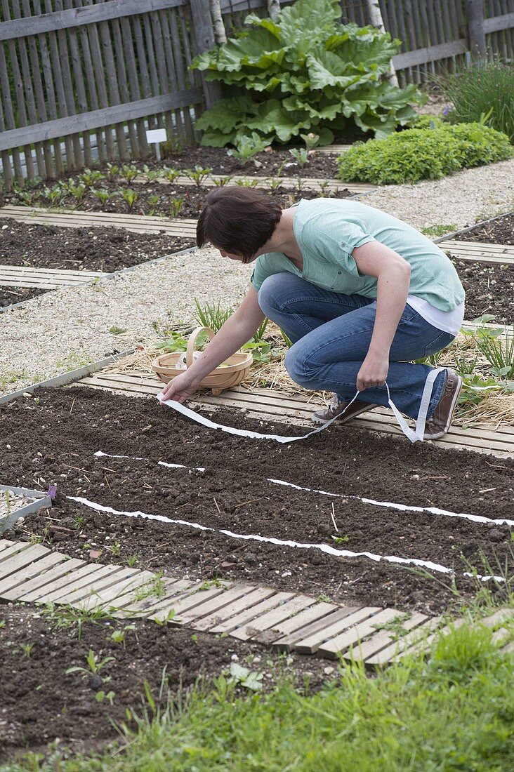 Vegetable sowing with seed tape