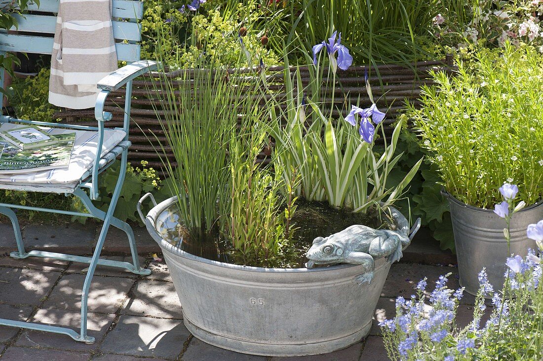 Zinc tub with marsh plants as mini pond