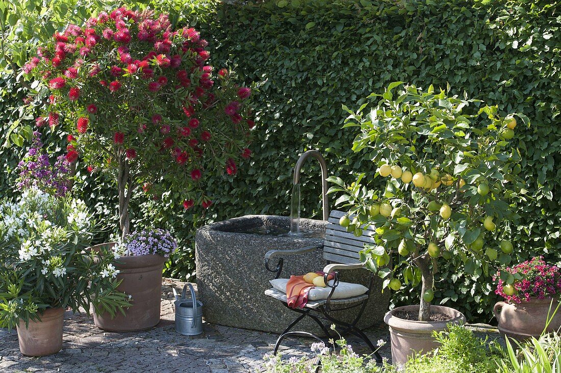 Mediterranean pot plants by the fountain: Citrus limon (lemons), Nerium