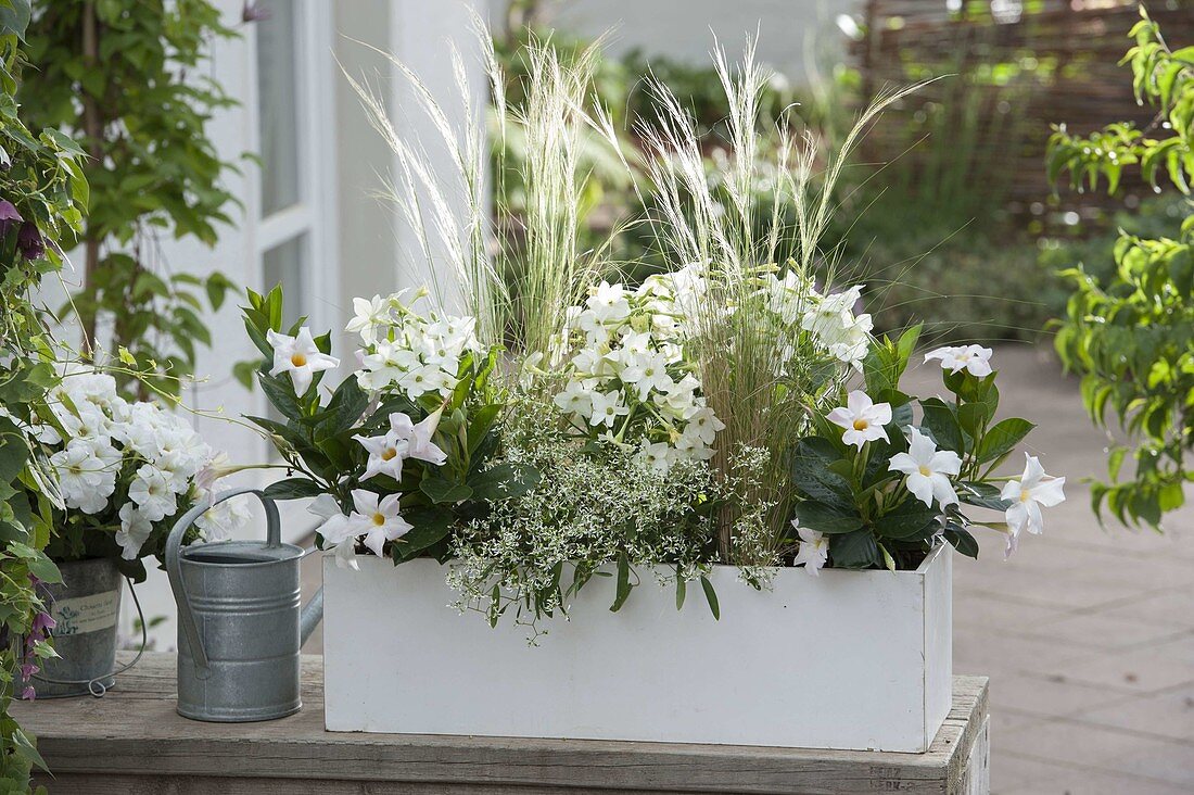 Weiß bepflanzter Kasten: Mandevilla 'Rio White' (Dipladenie), Nicotiana