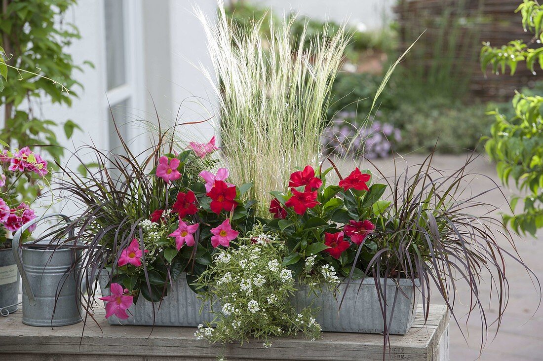 Zinc box with Mandevilla (Dipladenia), Pennisetum rubrum