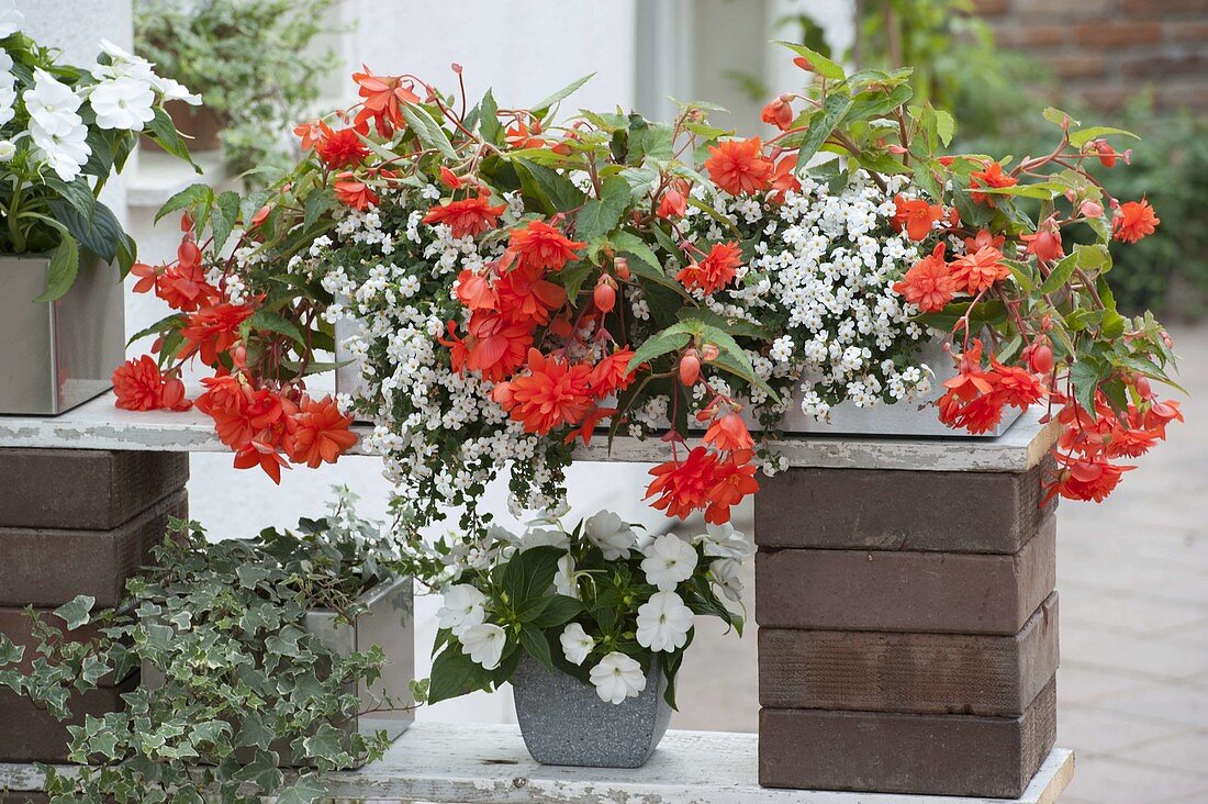 Wooden box with Begonia pendula 'Alexandra' (hanging begonia) and Bacopa