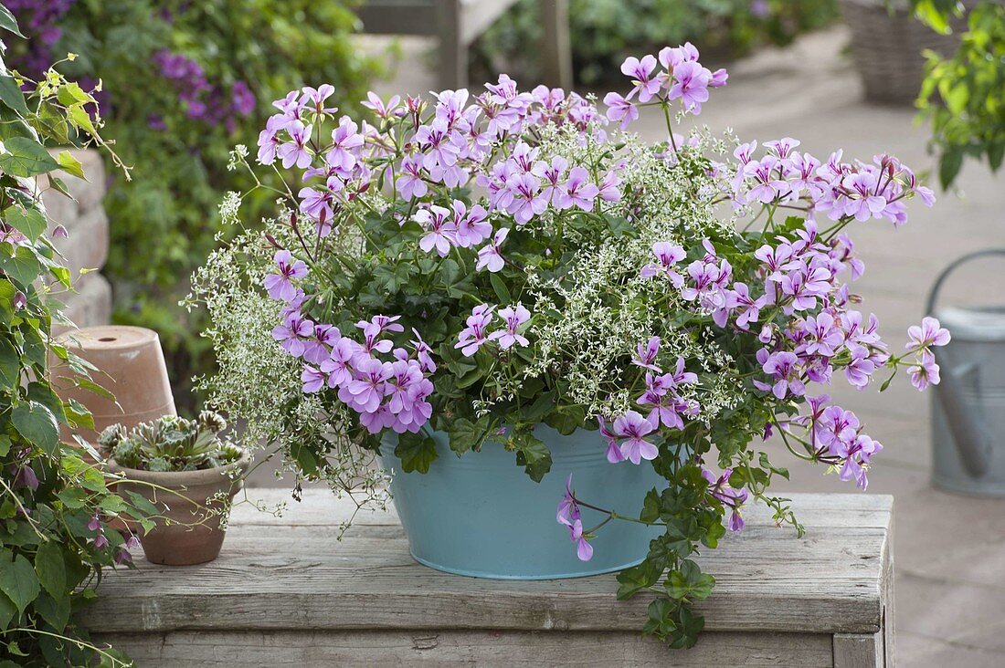 Tuerkisene tin tub with Pelargonium peltatum 'Blue Blizzard'